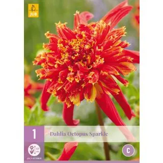 Compra DALIA OCTOPUS SPARKLE en la tienda online Fito Agrícola