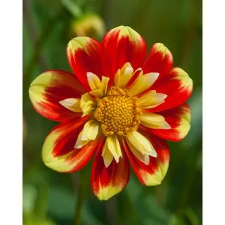 Compra DALIA POOH (10 Unid.). en la tienda online Fito Agrícola