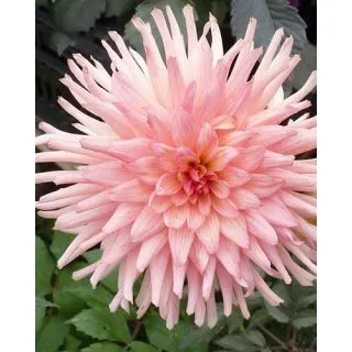 Compra DALIA PRÉFÉRENCE (10 Unid.). en la tienda online Fito Agrícola