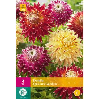 Compra DALIA QUEENS GARDEN XXL en la tienda online Fito Agrícola