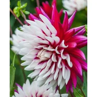 Compra DALIA REBECCA'S WORLD (10 Unid.). en la tienda online Fito Agrícola