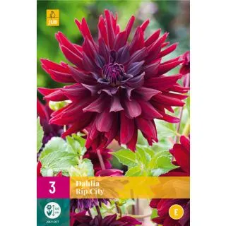 Compra DALIA RIP CITY XXL en la tienda online Fito Agrícola