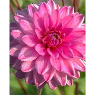 Compra DALIA ROSELLA (10 Unid.). en la tienda online Fito Agrícola