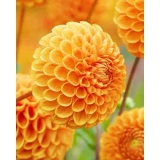 Compra DALIA SOUVENIR D'ÉTÉ (10 Unid.). en la tienda online Fito Agrícola