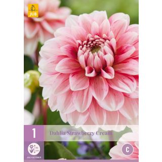 Compra DALIA STRAWBERRY CREAM en la tienda online Fito Agrícola