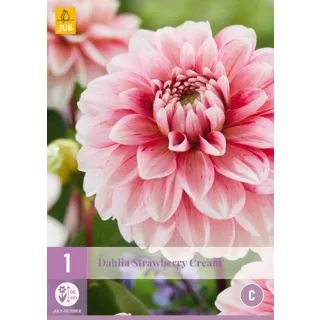 Compra DALIA STRAWBERRY CREAM en la tienda online Fito Agrícola