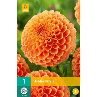 Compra DALIA SYLVIA en la tienda online Fito Agrícola