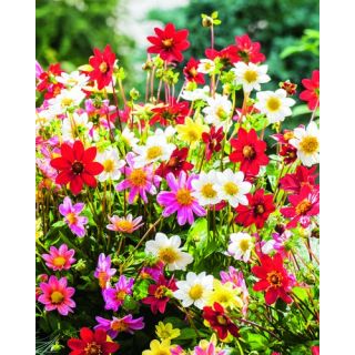 Compra DALIA MIX TOPMIX (10 Unid.). en la tienda online Fito Agrícola