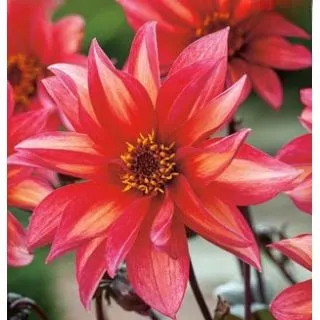 Compra DALIA WALTZING MATHILDA (10 Unid.). en la tienda online Fito Agrícola