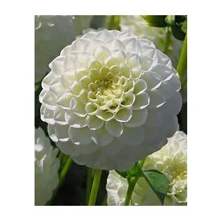 Compra DALIA WHITE ASTER (10 Unid.). en la tienda online Fito Agrícola