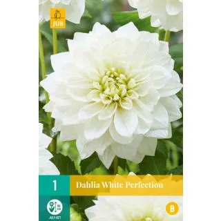 Compra DALIA WHITE PERFECTION en la tienda online Fito Agrícola