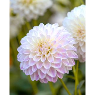 Compra DALIA WITTEM (10 Unid.). en la tienda online Fito Agrícola