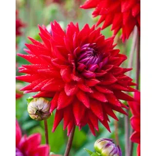 Compra DALIA WITTEMANS BEST (10 Unid.). en la tienda online Fito Agrícola