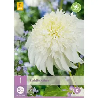 Compra DALIA ZAHRA en la tienda online Fito Agrícola