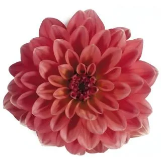 Compra DAHLIA MAXI ACAPULCO (84 Plantas). en la tienda online Fito Agrícola