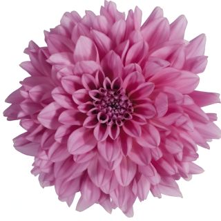 Compra DAHLIA MAXI CAZUMEL (84 Plantas). en la tienda online Fito Agrícola