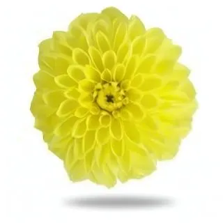 Compra DAHLIA MAXI SONORA (84 Plantas). en la tienda online Fito Agrícola