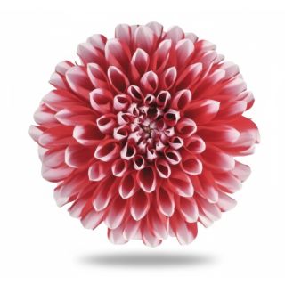 Compra DAHLIA MAXI TAMPICO (84 Plantas). en la tienda online Fito Agrícola