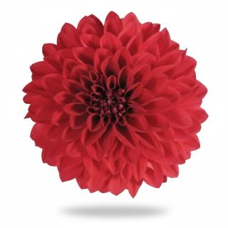 Compra DAHLIA MAXI TOPIA (84 Plantas). en la tienda online Fito Agrícola