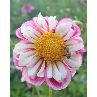 Compra DALIA BUMBLE RUMBLE (10 Unid.). en la tienda online Fito Agrícola