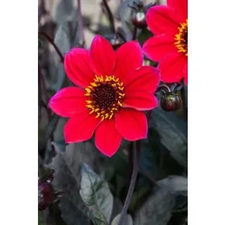 Compra DALIA CHERRY RED (10 Unid.). en la tienda online Fito Agrícola