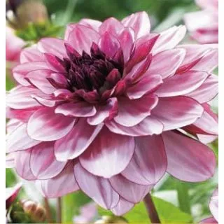 Compra DALIA CREMÊ DE CASSIS (10 Unid.). en la tienda online Fito Agrícola