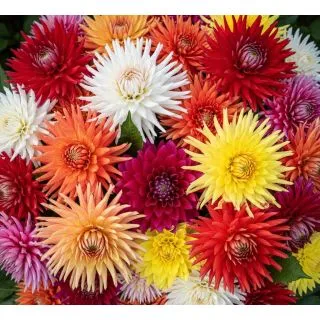 Compra DALIA CACTUS DE SEMILLA – Tubérculo No Clonado (10 Unid.). en la tienda online Fito Agrícola