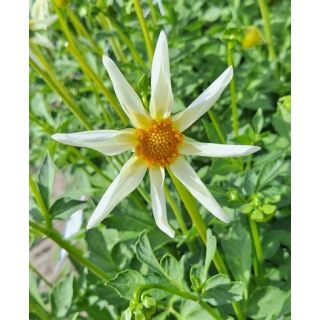 Compra DALIA HONKA WHITE (10 Unid.). en la tienda online Fito Agrícola