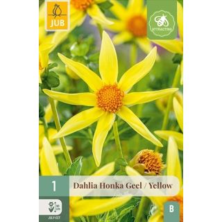 Compra DALIA HONKA YELLOW en la tienda online Fito Agrícola