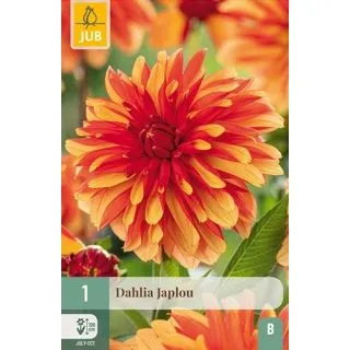 Compra DALIA JAPLOU en la tienda online Fito Agrícola