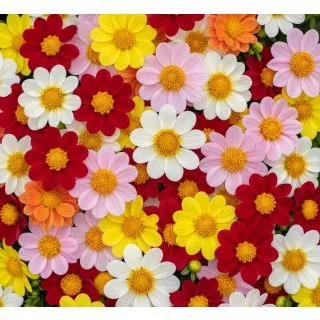 Compra DALIA MIGNÓN DE SEMILLA – Tubérculo No Clonado (10 Unid.). en la tienda online Fito Agrícola