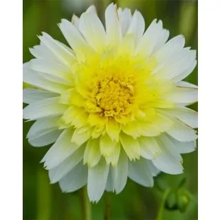 Compra DALIA PASO DOBLE (10 Unid.). en la tienda online Fito Agrícola