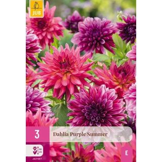 Compra DALIA PURPLE SUMMER XXL en la tienda online Fito Agrícola