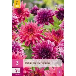 Compra DALIA PURPLE SUMMER XXL en la tienda online Fito Agrícola