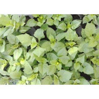 Compra DALIAS MEZCLA PLANTEL DESARROLLADO (28 Plantas) en la tienda online Fito Agrícola