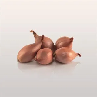 Compra CHALOTA DAVIDOR F1 Precisión (10.000 Semillas) en la tienda online Fito Agrícola