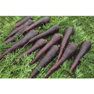 Compra ZANAHORIA DEEP PURPLE F1 Precisión (100.000Semillas Cal.1.6 - 1,8mm) en la tienda online Fito Agrícola
