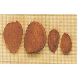 Compra ALMENDRO DESMAYO LARGUETA en la tienda online Fito Agrícola