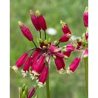 Compra DICHELOSTEMMA IDA-MAIA (100 Unid.). en la tienda online Fito Agrícola