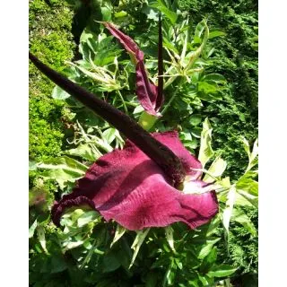 Compra DRACUNCULUS VULGARIS (25 Unid.). en la tienda online Fito Agrícola