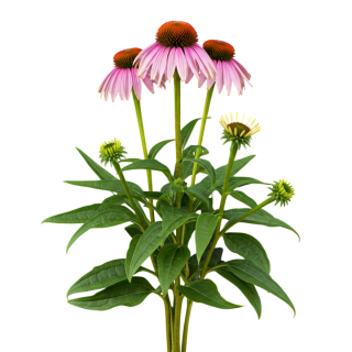 Compra ECHINACEA PURPUREA (50 gr.). en la tienda online Fito Agrícola