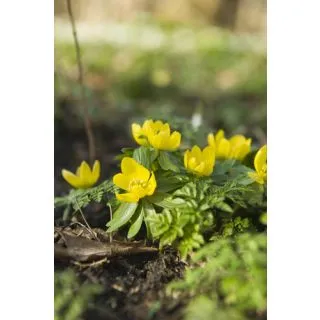 Compra ERANTHIS CILICICA (100 Unid.). en la tienda online Fito Agrícola