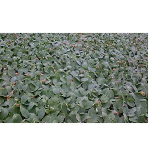 Compra SANDÍA ERCOLE F1 (1.000 Semillas) en la tienda online Fito Agrícola