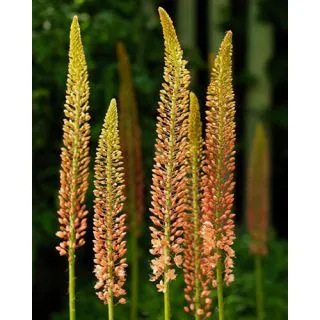 Compra EREMURUS CLEOPATRA (10 Unid.). en la tienda online Fito Agrícola