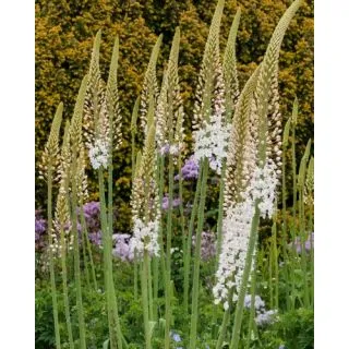 Compra EREMURUS HIMALAICUS (10 Unid.). en la tienda online Fito Agrícola