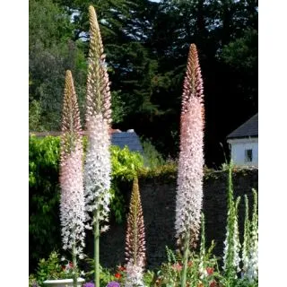 Compra EREMURUS ROBUSTUS (10 Unid.). en la tienda online Fito Agrícola