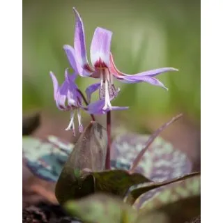 Compra ERYTHRONIUM DENS CANIS MIX (50 Unid.). en la tienda online Fito Agrícola