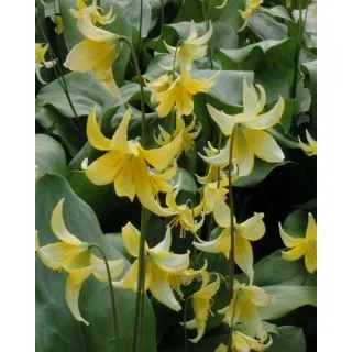 Compra ERYTHRONIUM PAGODA (50 Unid.). en la tienda online Fito Agrícola