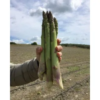 Compra ESPÁRRAGO GRANDE F1 (500.000 Semillas). en la tienda online Fito Agrícola