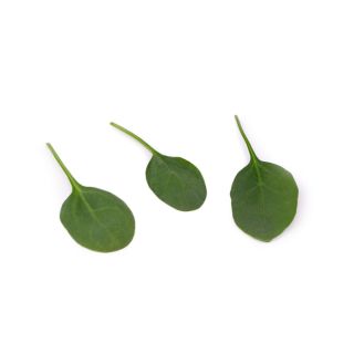 Compra ESPINACA AARDVARK RZ F1 (1.000.000 Semillas) en la tienda online Fito Agrícola